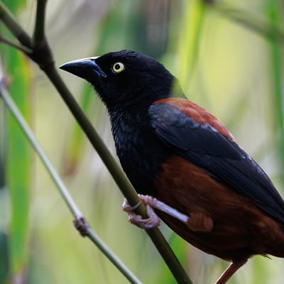 A stunning black bird with a bright crimson breast patch perched on a mossy branch in a misty montane forest.