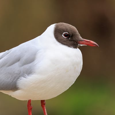 A small grey and white gull with a chocolate-brown head, bright red legs, and a red beak.