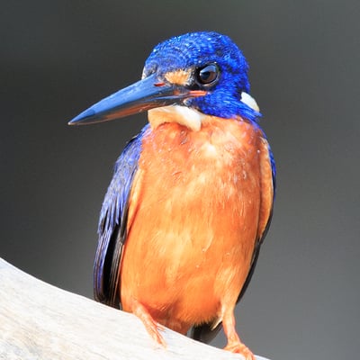 A small Blue-eared Kingfisher with deep metallic blue upperparts and orange underparts, perched on a branch above water.