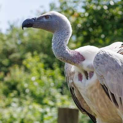A large vulture with pale cream plumage, a bare pinkish neck and head, perched on a rocky cliff edge.