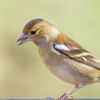 A colorful male Chaffinch with a blue-grey cap and reddish breast perched on a branch.