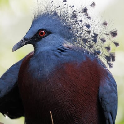 A massive, deep blue pigeon with an intricate, lace-like fan of feathers on its head.