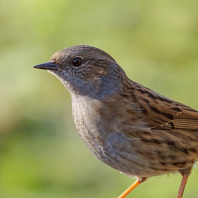 A small, lead-grey and brown bird hopping on the ground near a bush.
