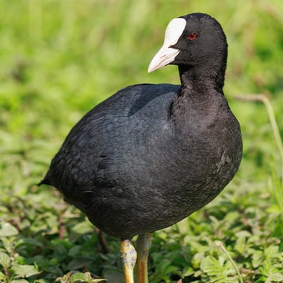 A black waterbird with a white beak and forehead shield swimming on a calm water surface.