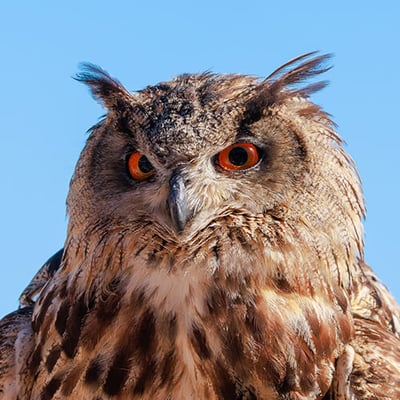A majestic Eurasian Eagle-Owl perched on a rocky ledge, showing its prominent ear tufts and intense orange eyes.
