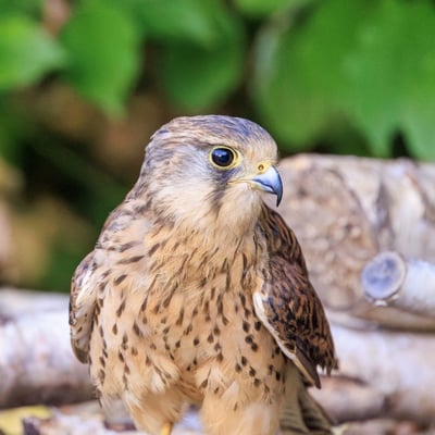 A small falcon with chestnut wings and a grey head (males) hovering in mid-air.