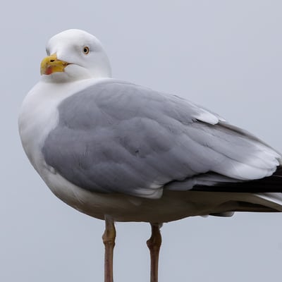 A large white and grey gull with pale eyes and a yellow beak featuring a distinct red spot.