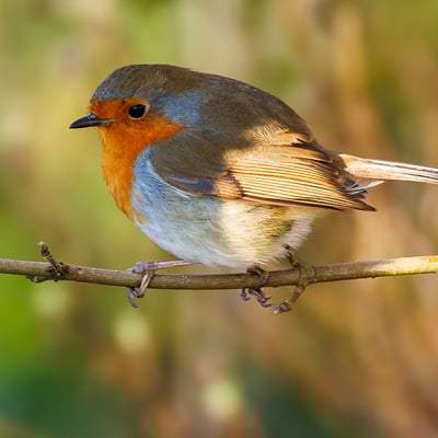 A small brown bird with a bright orange-red breast perched on a mossy branch.
