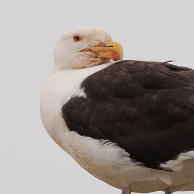 A very large gull with a slate-black back, white head and underparts, a massive yellow bill with a red spot, and pale pink legs.