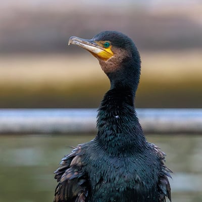 A large, black waterbird with yellow facial skin perched on a wooden post with its wings spread out to dry in the sun.