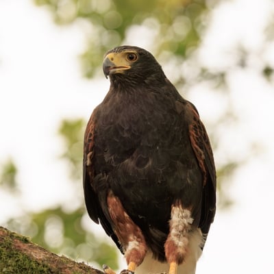 A dark brown hawk with chestnut shoulder patches and a white-tipped tail.