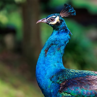 A male Indian Peafowl showcasing his iridescent blue neck and crown crest feathers.
