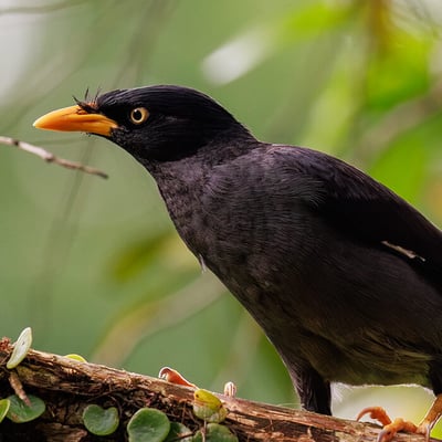 A Javan Myna perched on a branch, showing its glossy black plumage, white wing patch, and bright yellow bill and eye patch.