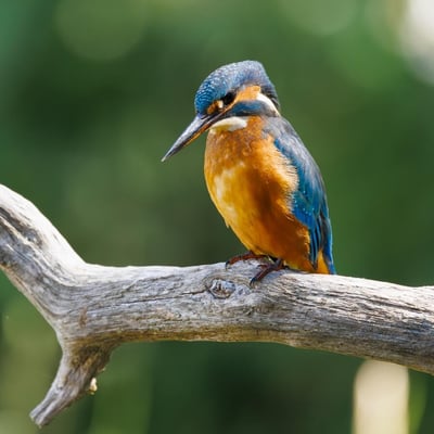 A small, brilliant turquoise bird with an orange belly perching on a thin twig.
