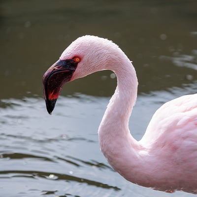 A flock of pink lesser flamingos wading in the shallow caustic waters of an alkaline soda lake.