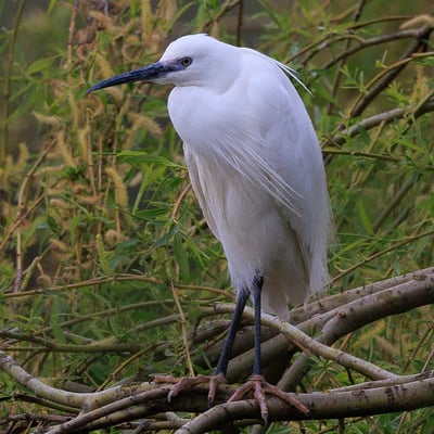 An elegant white bird with a long black bill, black legs, and yellow feet hunting in shallow water.