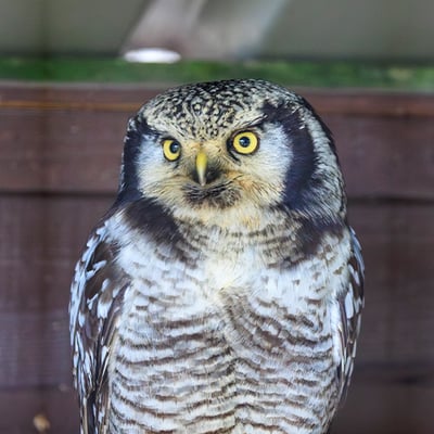 A slender owl with a long tail, barred underparts, and a falcon-like face perched atop a conifer.