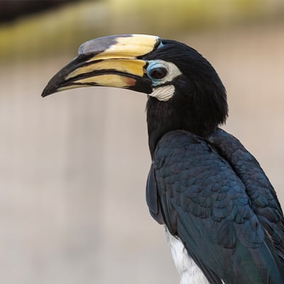 A medium-sized hornbill with stark black-and-white plumage and a pale yellow bill with a cylindrical casque.