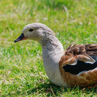 A pale-headed goose with chestnut sides, dark green wings, and pink legs standing on a sandy riverbank.