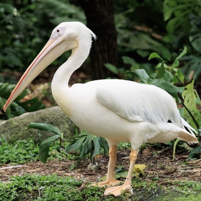 A massive white bird with a yellow bill pouch and pinkish legs resting on water.