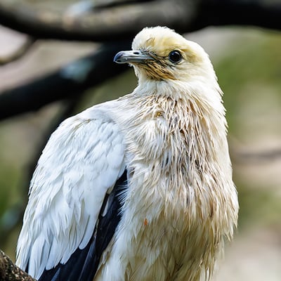 A Pied Imperial Pigeon perched on a branch, displaying its clean white plumage and black wing tips.