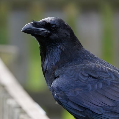 A large black bird with a massive bill and shaggy neck feathers perching on a rock.