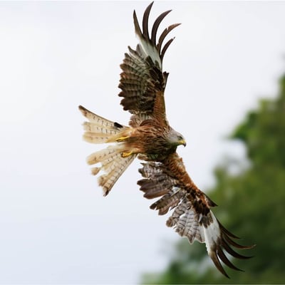 A reddish-brown raptor with long, angled wings and a deeply v-notched tail soaring.