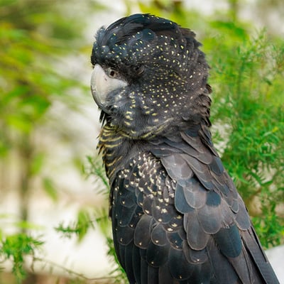 A male Red-tailed Black Cockatoo perched on a branch, showing its massive crest, black body, and bright red tail feathers.