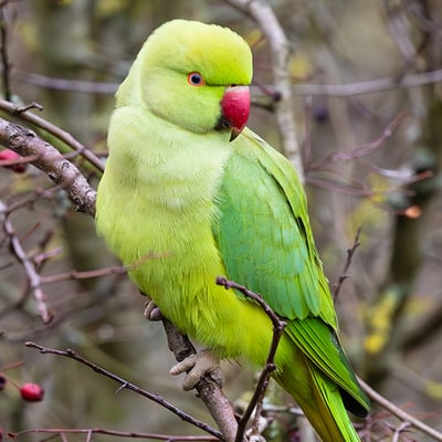 A slender green parrot with a long tail and a thin rose-coloured ring around its neck.