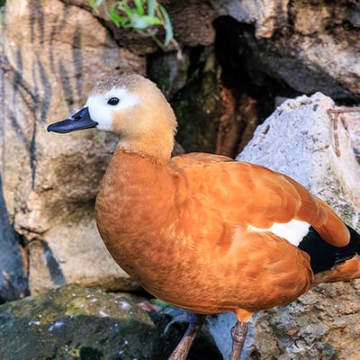 A bright orange-cinnamon duck with a pale buff head and dark bill, standing near shallow water.