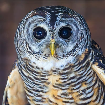 A dark-eyed forest owl with warm rufous-toned legs and mottled brown plumage perched among southern beech branches.