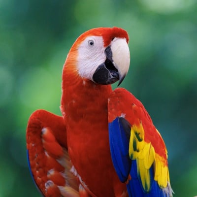A vibrant red, yellow, and blue parrot with a powerful beak perched in the canopy.