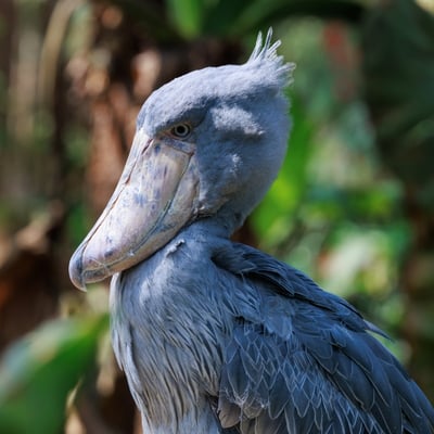 A tall, grey, stork-like bird with a massive, shoe-shaped bill standing in a swamp.