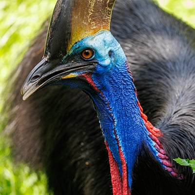 A massive, flightless black bird with a bright blue neck, dangling red wattles, and a large brown casque on its head standing in a dense jungle.