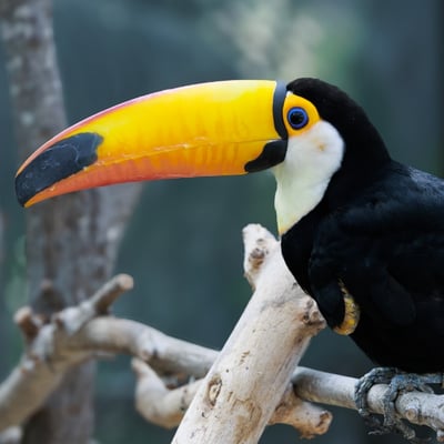 A large-billed bird with black feathers and a white bib perched on a branch.