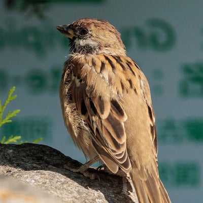 A small sparrow with a chestnut-brown crown, white cheeks, and a distinct black cheek spot, perched on a branch.