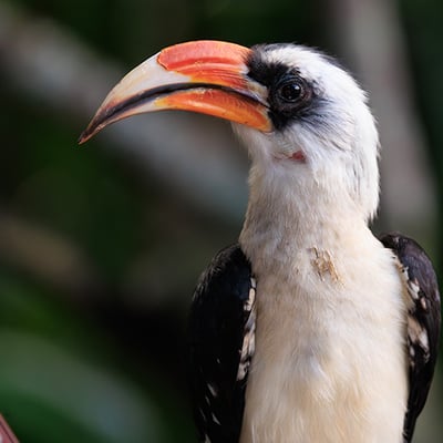 A small hornbill with white underparts, black wings, and a prominent red-and-yellow bill, perched on a thorny acacia branch.