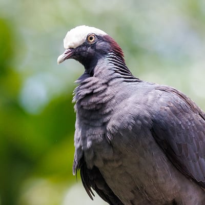 A White-crowned Pigeon with dark slate-grey plumage and a bold white cap on its head, perched on a branch.