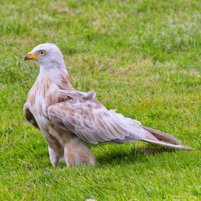 A ghostly white raptor with a deeply forked tail soaring against a grey sky.