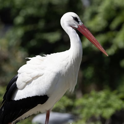 A tall white bird with black wing tips and long, bright red legs and bill.