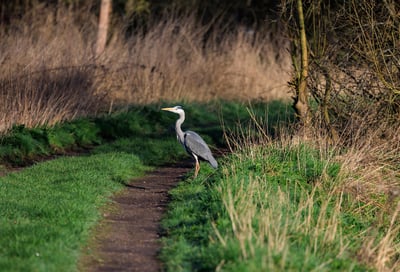 Attenborough Nature Reservey