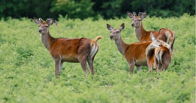 Bradgate Park: Wildlife, History, and Stunning Views