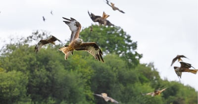 Gigrin Farm: Red Kite Feeding Station
