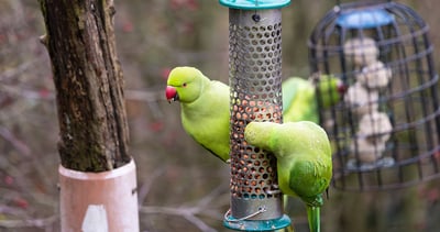 Ring-Necked Parakeets at RSPB Sandwell Valley