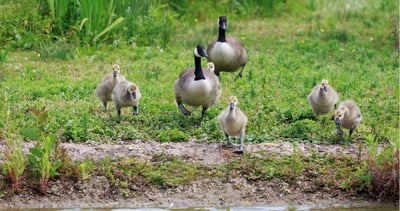 Slimbridge: A wetland haven & conservation success story