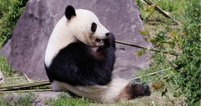 Tokyo Zoo: Urban Wildlife Adventure