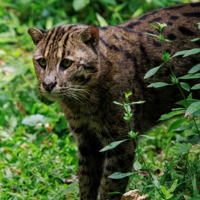 A stocky wild cat with a spotted greyish-olive coat and a short tail standing near water.