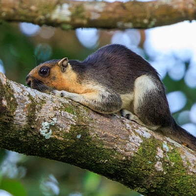 A large black-and-cream squirrel clinging to a tree trunk in a tropical rainforest.