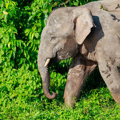 A Borneo Pygmy Elephant walking through lush green rainforest undergrowth, showing its characteristically round face and large ears.