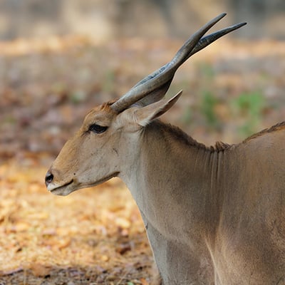 A large common eland antelope with spiral horns standing in open savanna habitat.